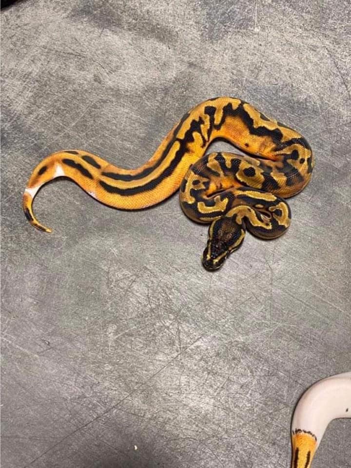 Morph Mutation - อยากเจอหน้าลูกแล้ว😍