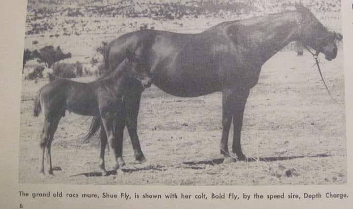 BOLD FLY and his dam SHUE... - Quarter horse history pictures | Facebook