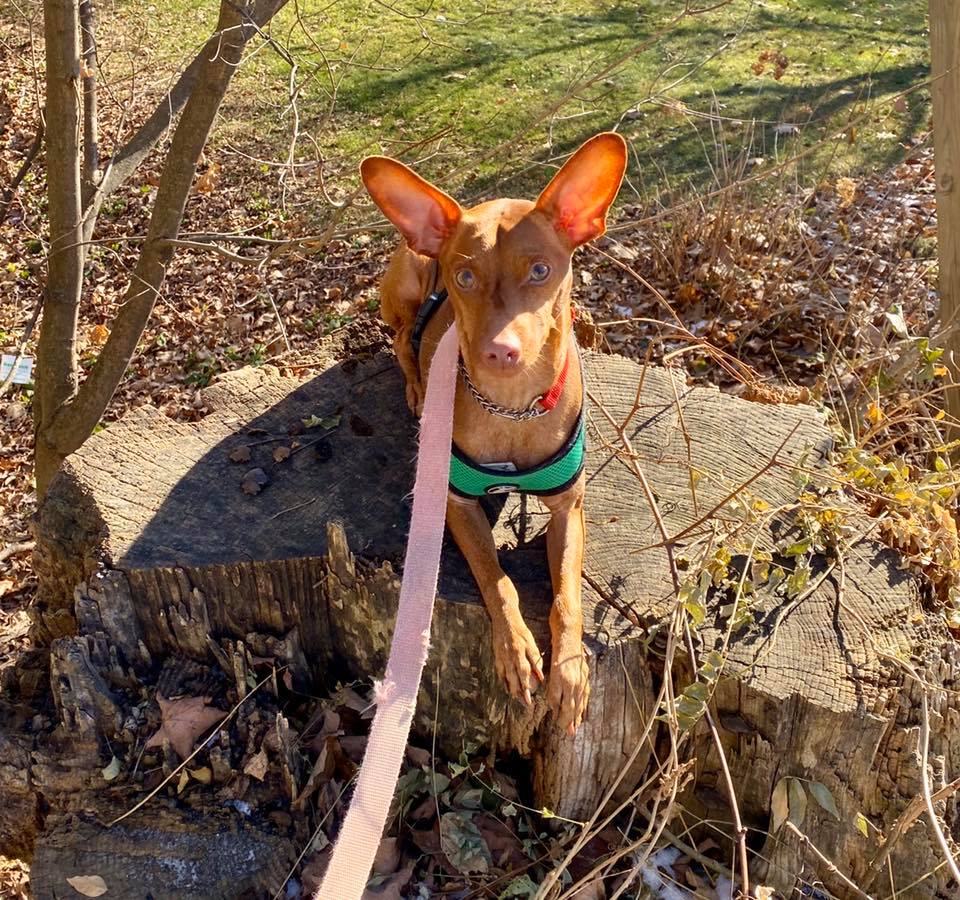Spent some... - Dog House Adoptions/Pawsome Pups Persevere