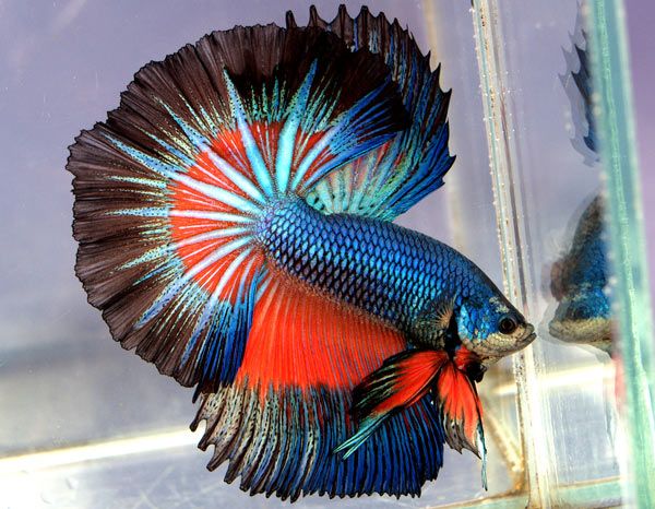 Al Amin Assorted... - Al Amin Assorted Aquarium Fish Hatchery