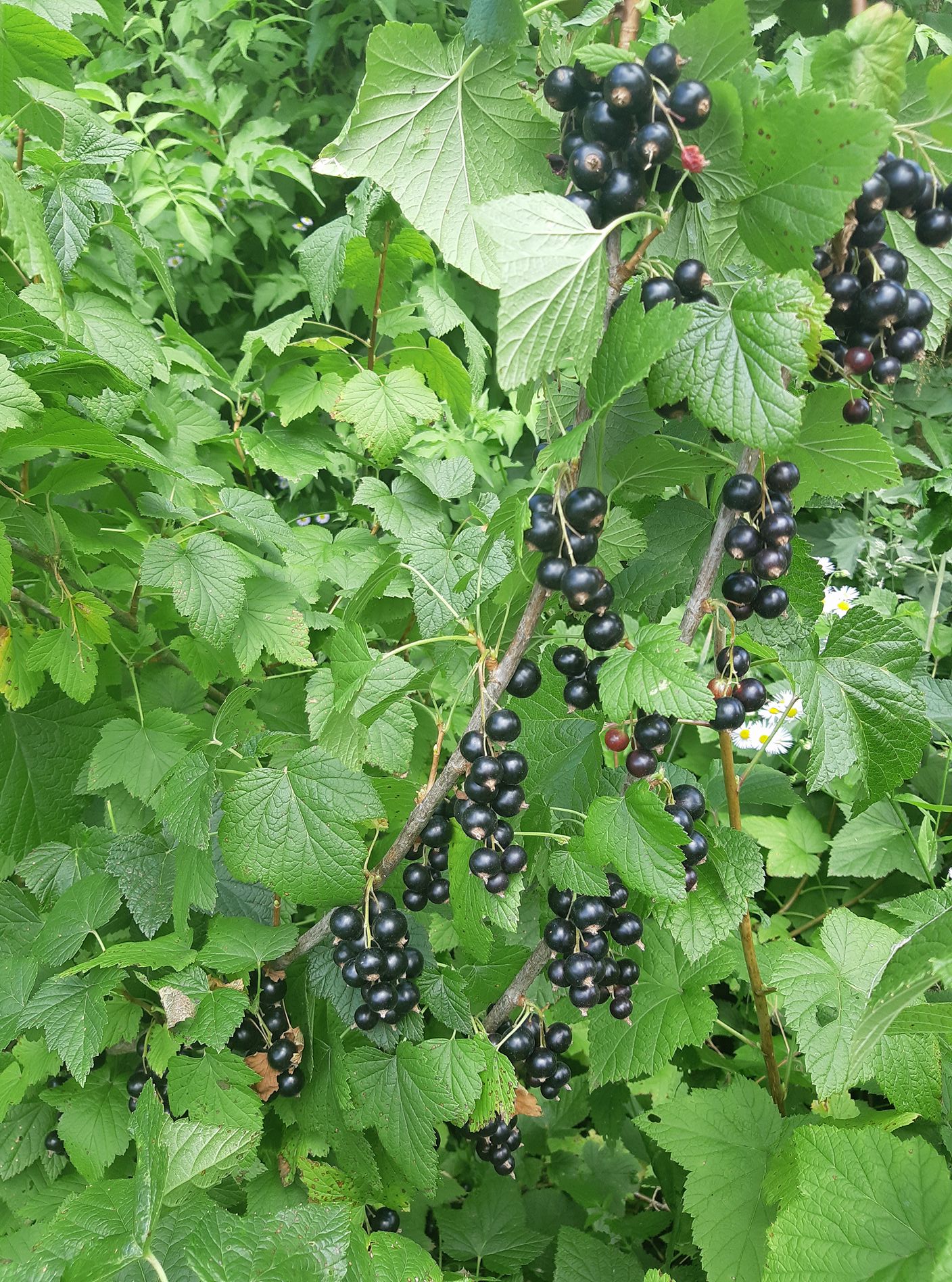 Ekološka kmetija Modrej | Dravograd