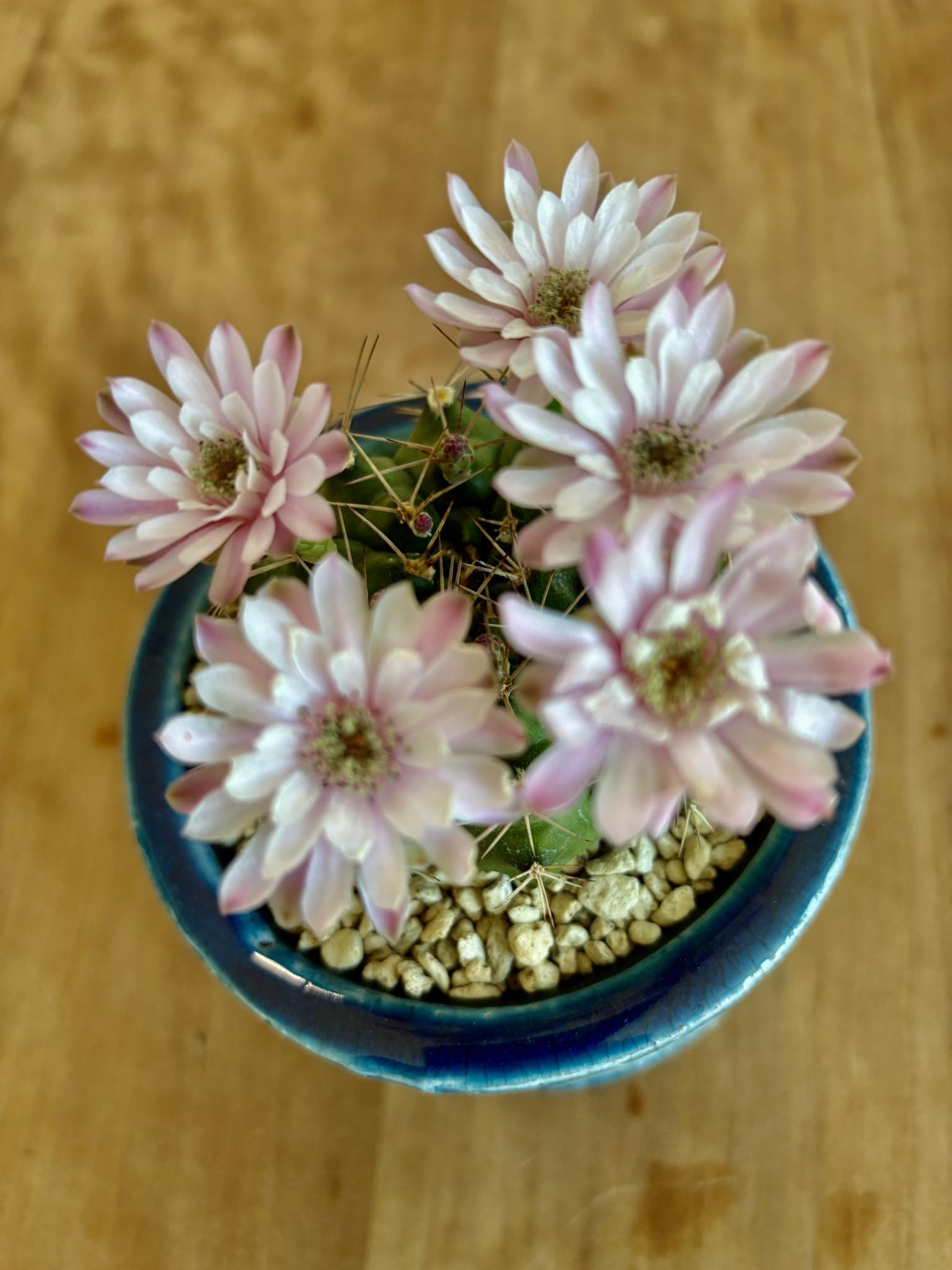 獅子王丸の花が咲きました。^_^