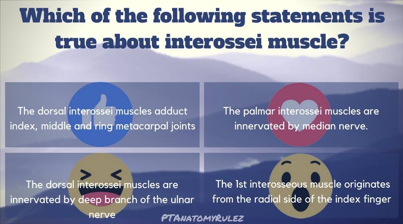 PTAnatomyRulez - What do you know about the interossei...