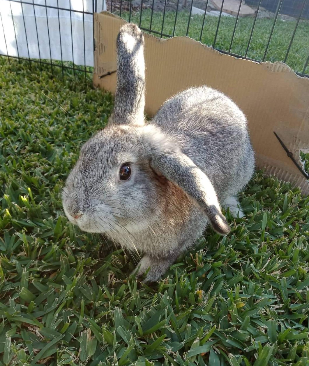 Introducing Spot, the brother of... - Romeo's Rabbit Rescue | Facebook