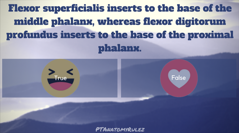 PTAnatomyRulez - True or False? Cast your votes by reacting! # ...