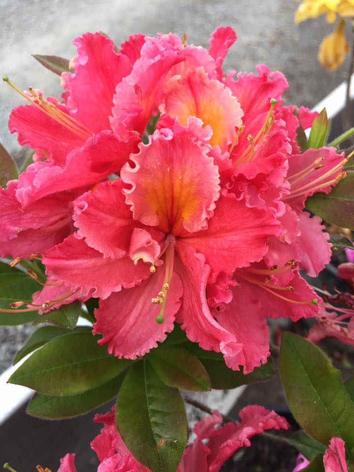RhodoDirect - Deciduous azalea Raspberry Ripples. $25 Only 3 left for ...