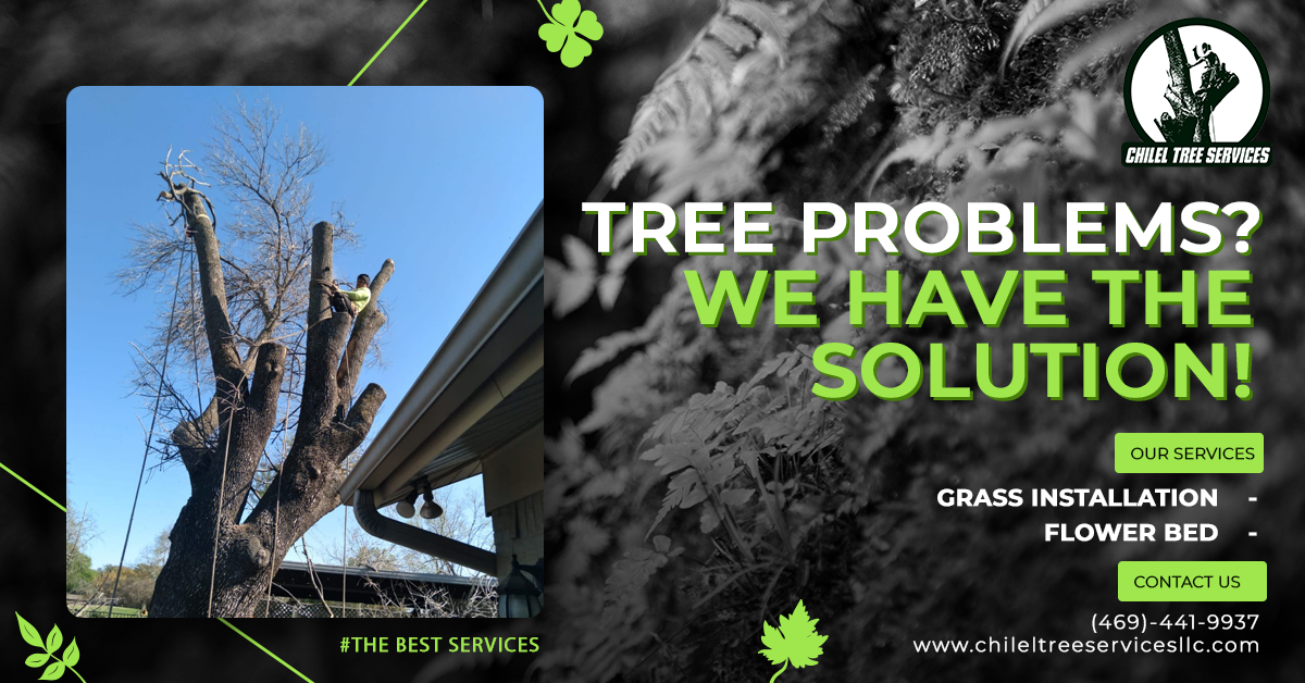 Chilel tree service | Plano TX