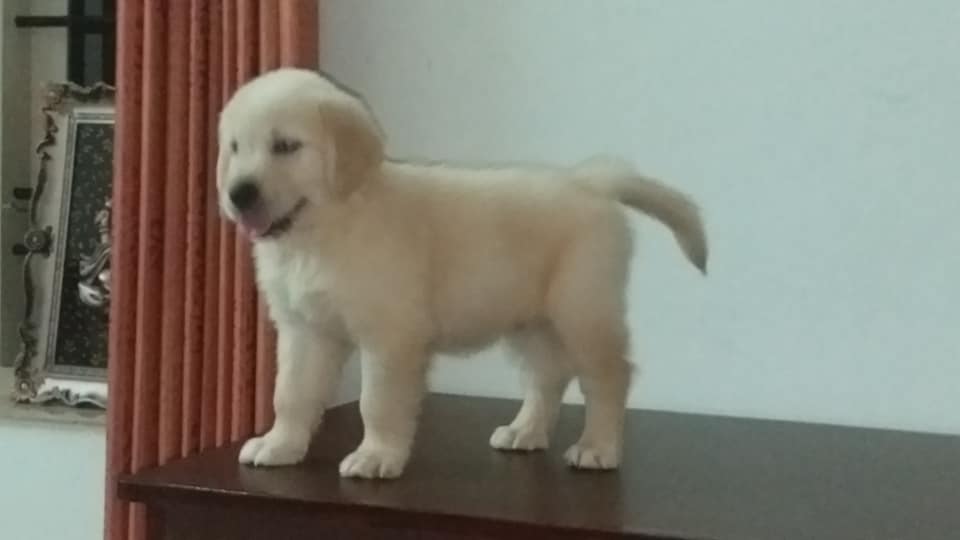 Import Lineage Golden Retriever Puppies Kailasam Pet Resort