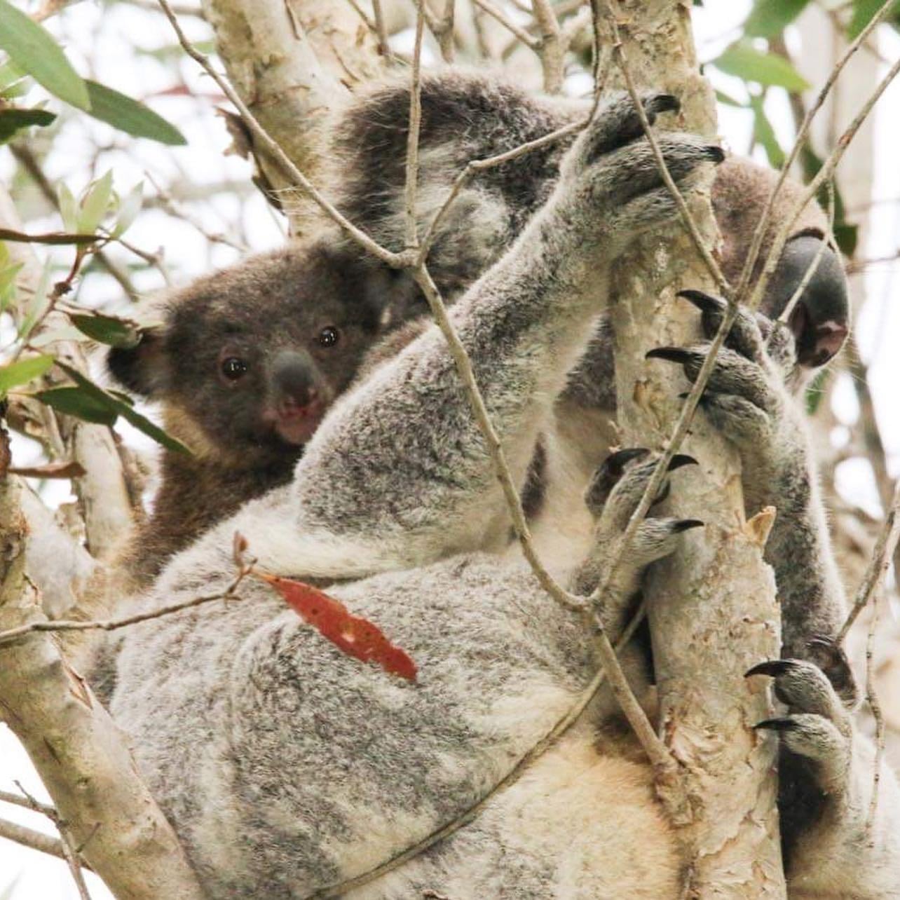 FOXWELL ROADWORK – 🐨KOALA... - Cr Donna Gates - Gold Coast