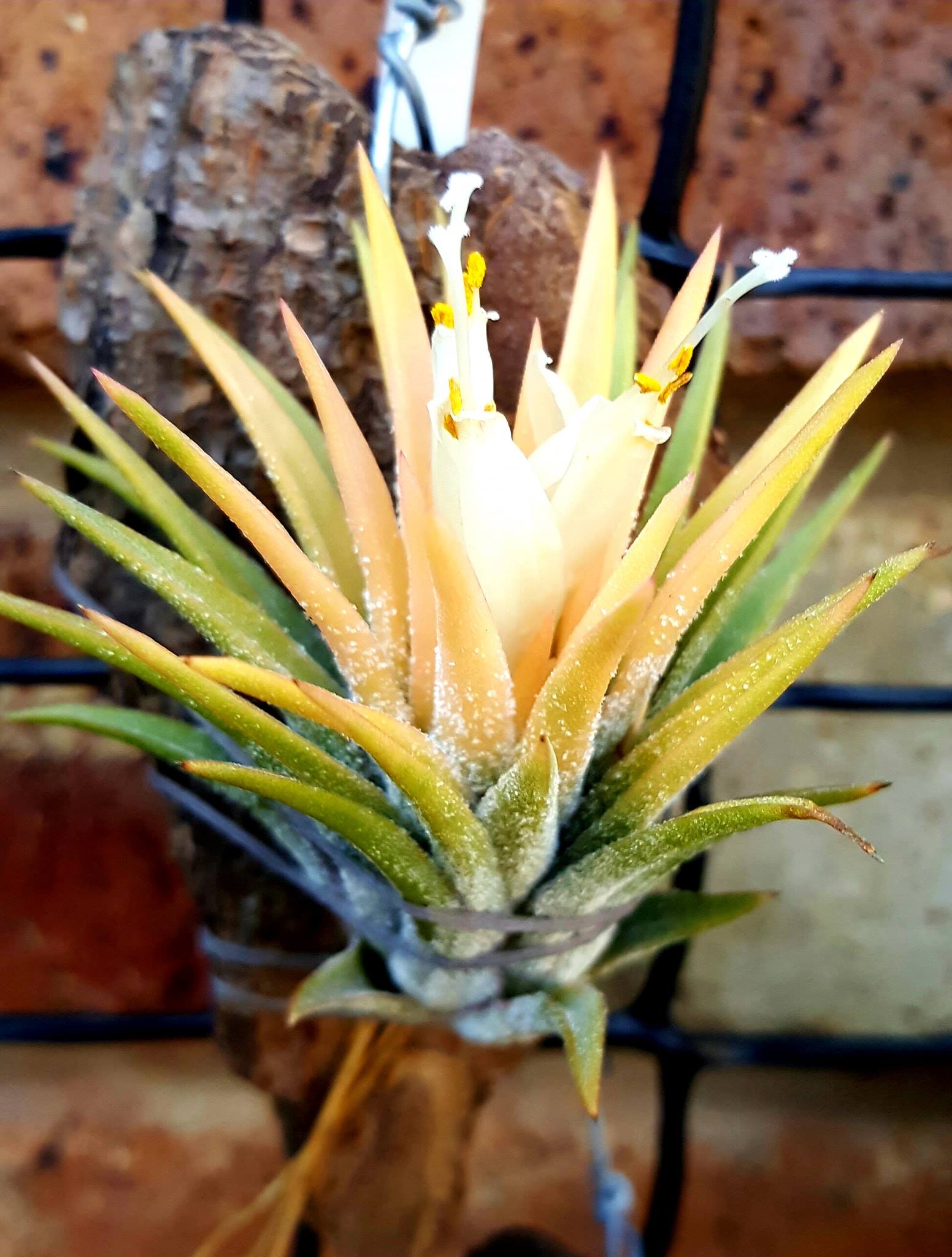 Tillandsia ionantha 'Hedgehog' The infamous ionantha that can be