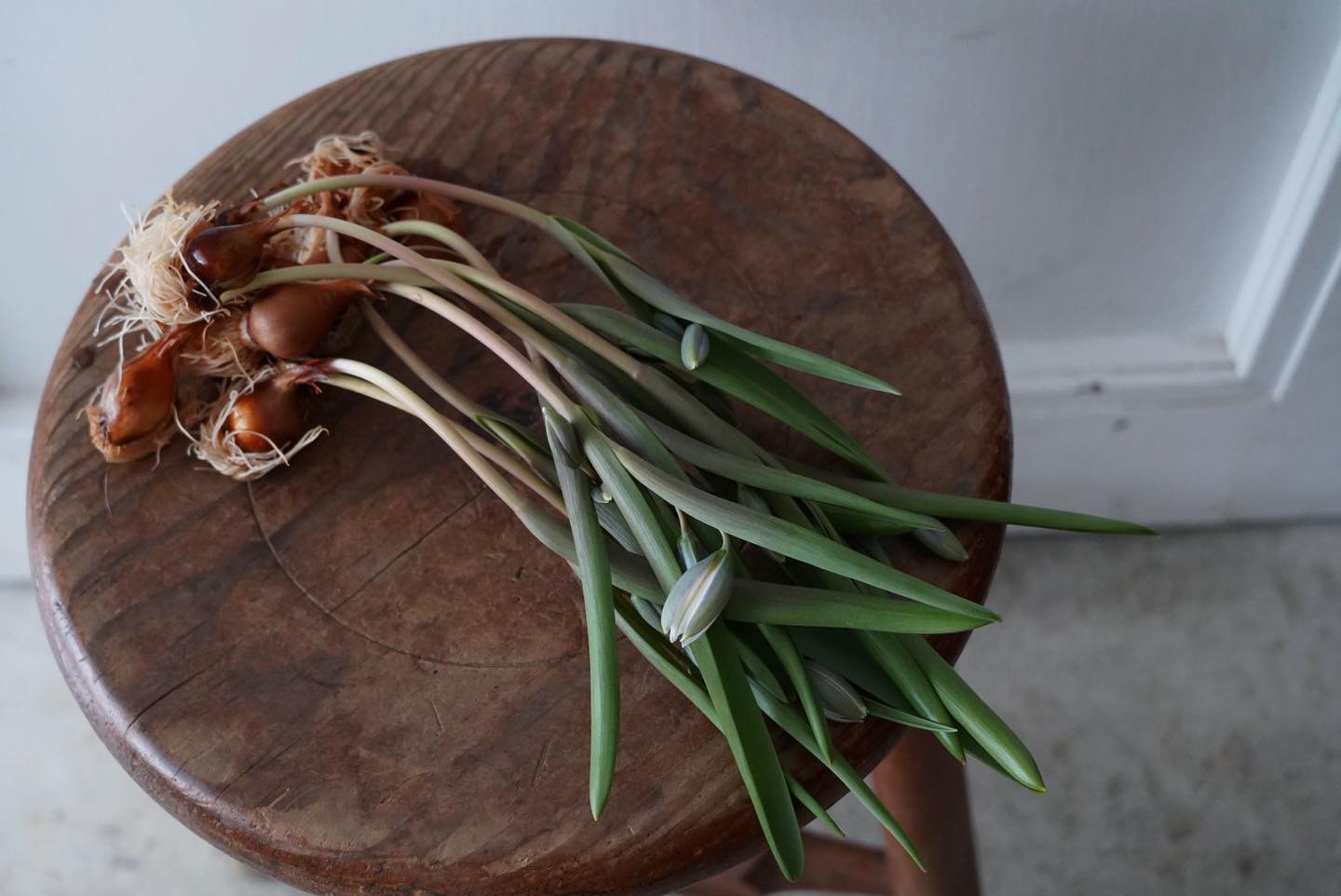 bulb - . bulbs 球根付き植物もだんだんと少なくなる中 b u l bで人気の原種系チューリップ...