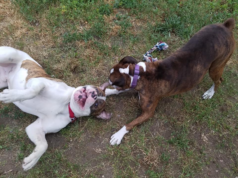 Diesel the Grumpy Boxer