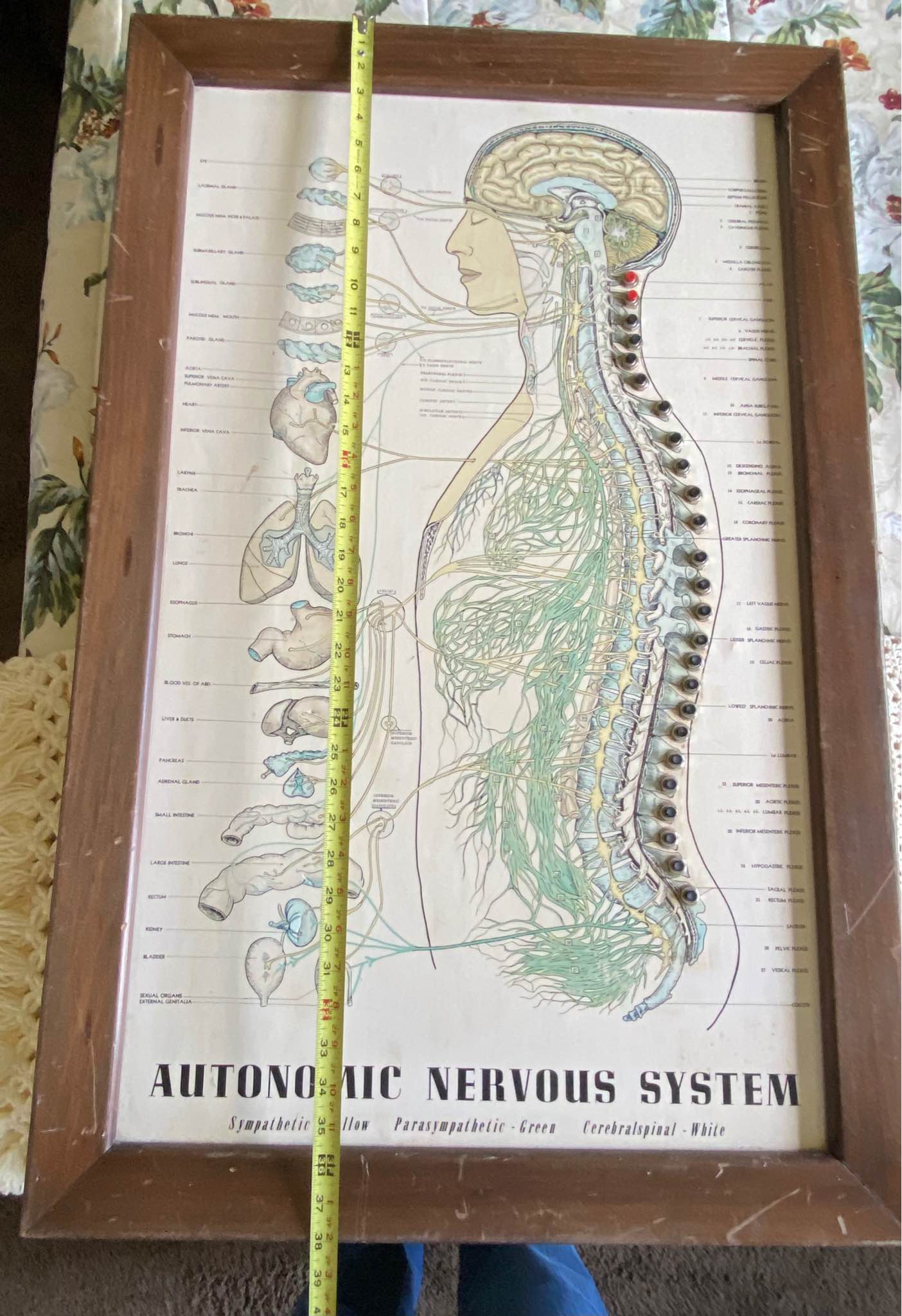 Rare Vintage Electric Light Up Autonomic Nervous System Chart WORKS ...