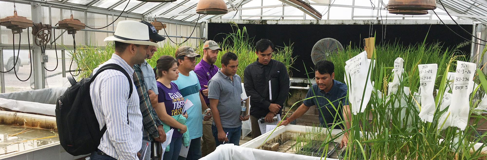 LSU... - LSU School of Plant, Environmental & Soil Sciences