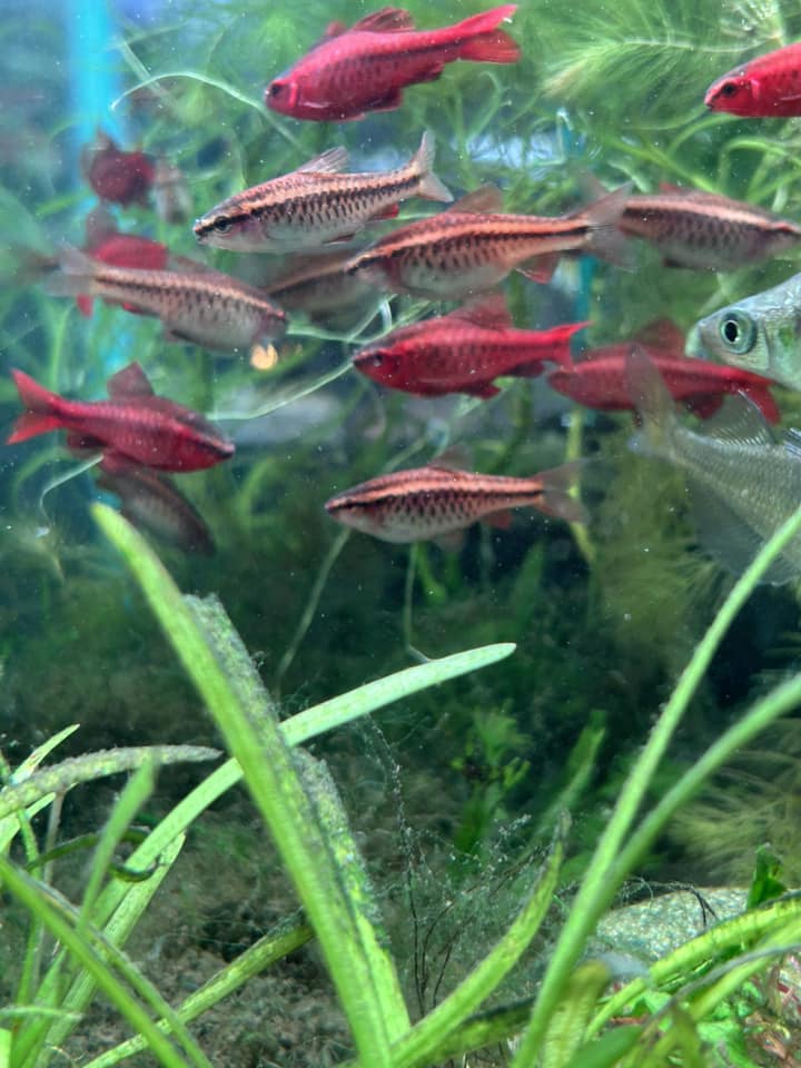 Chris’s Pet Shop