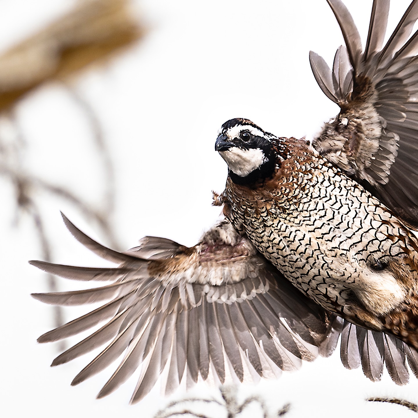 Steve - You bet I am out to get you! It’s November and that means quail ...