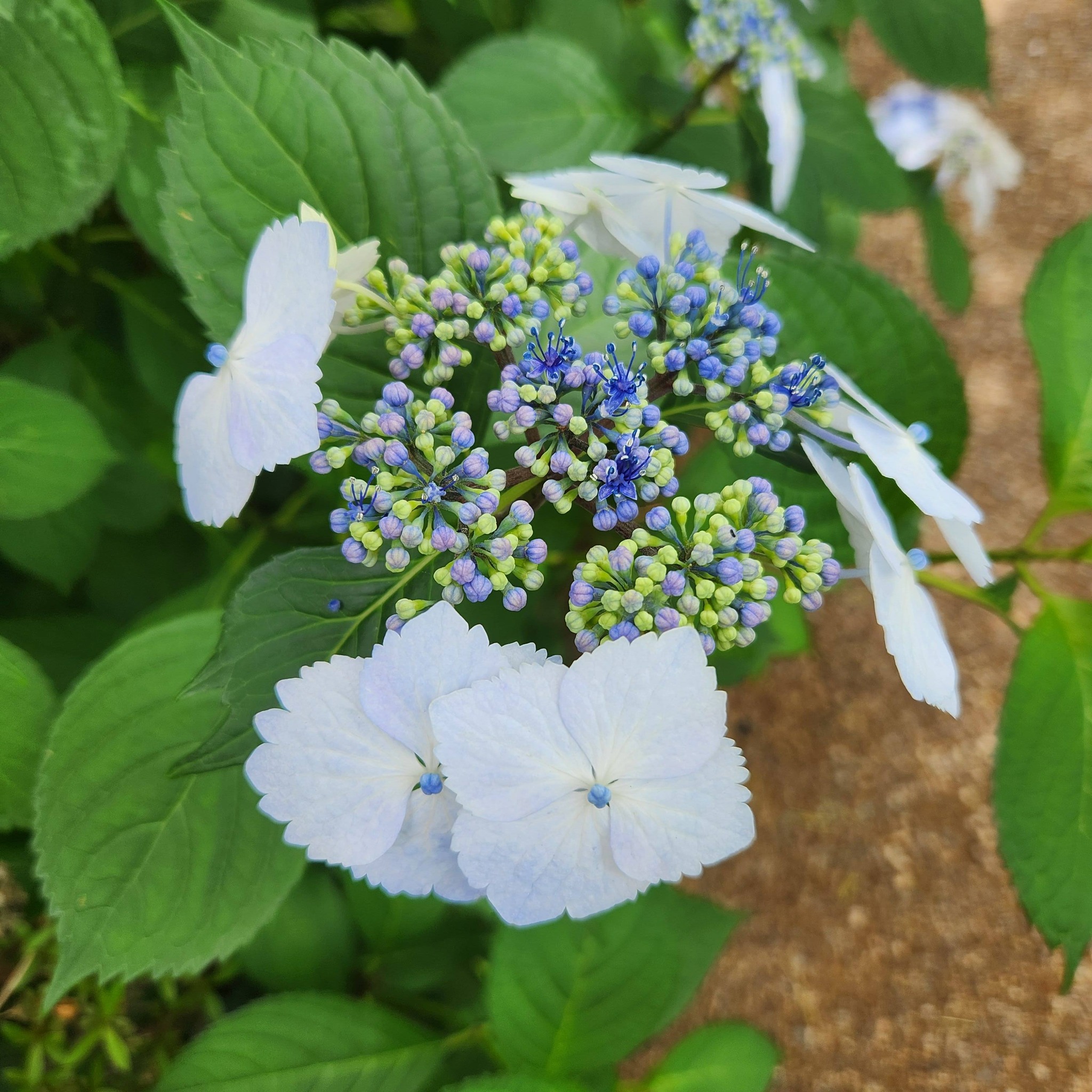 花のことは余り知らないのですが、紫陽花ってこんなに種類があるんで
