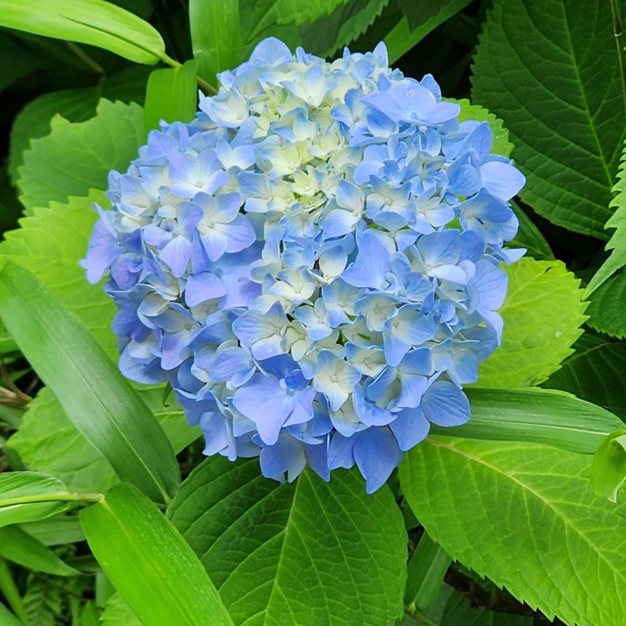 花のことは余り知らないのですが、紫陽花ってこんなに種類があるんで