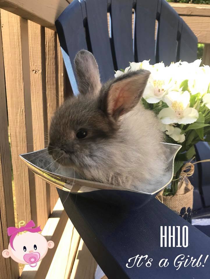 Happy Hops Rabbitry