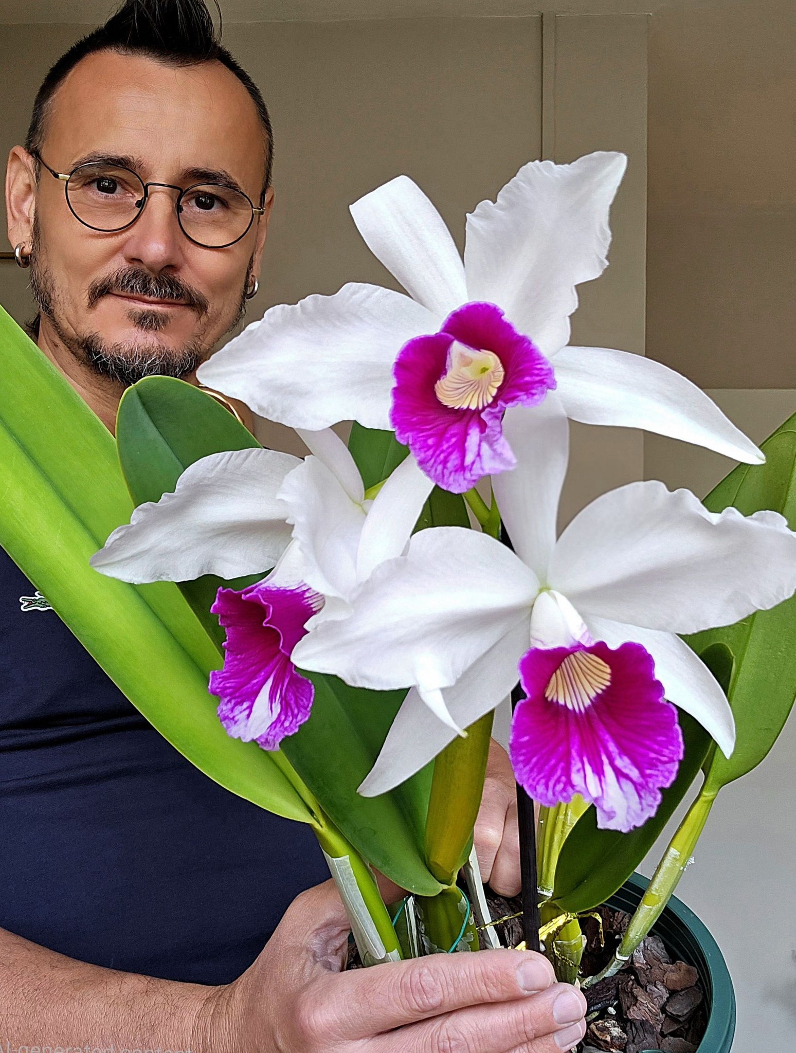 First bloom of cattleya purpurata fma werkhauseri orchid