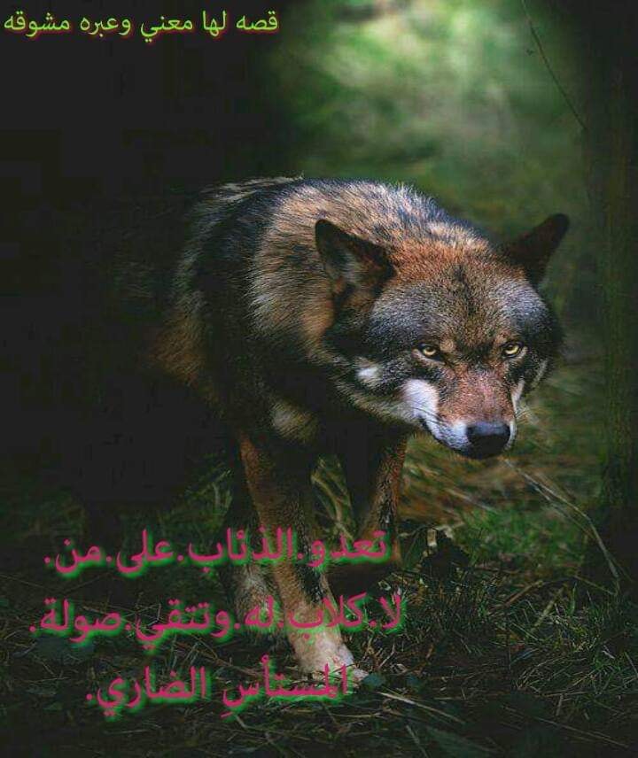 روح وريحان - لاتترك اهلك : قصة البيت الشهير 📜تعدو الذئاب على من لا كلاب ...
