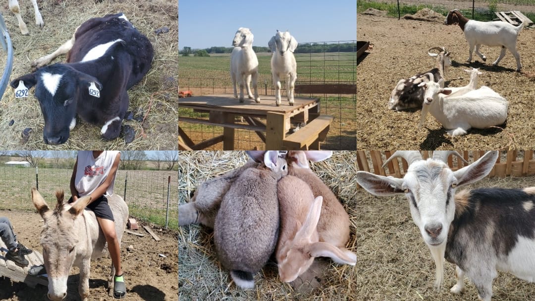 Wild Roots Farm & Rescue