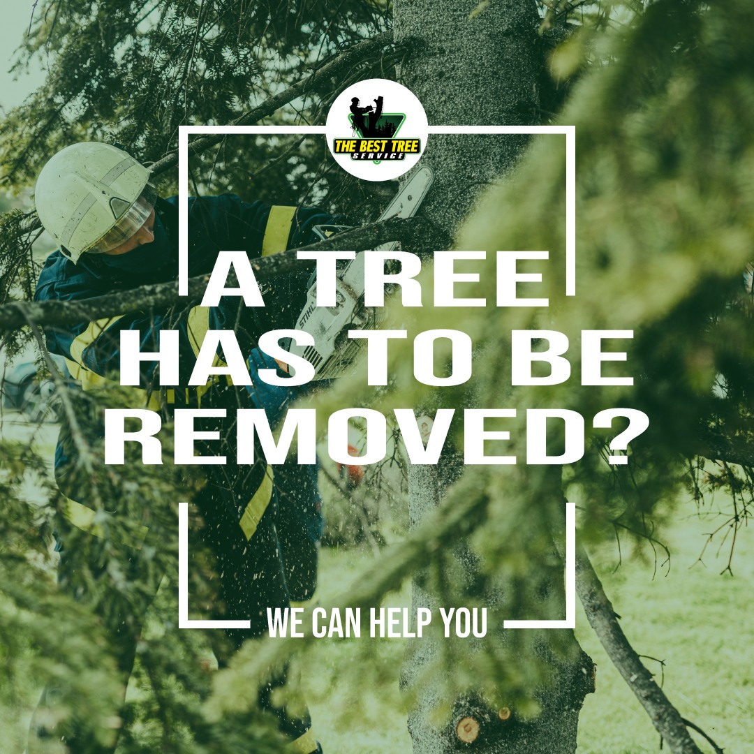 The Best Tree Service | Maryland City MD