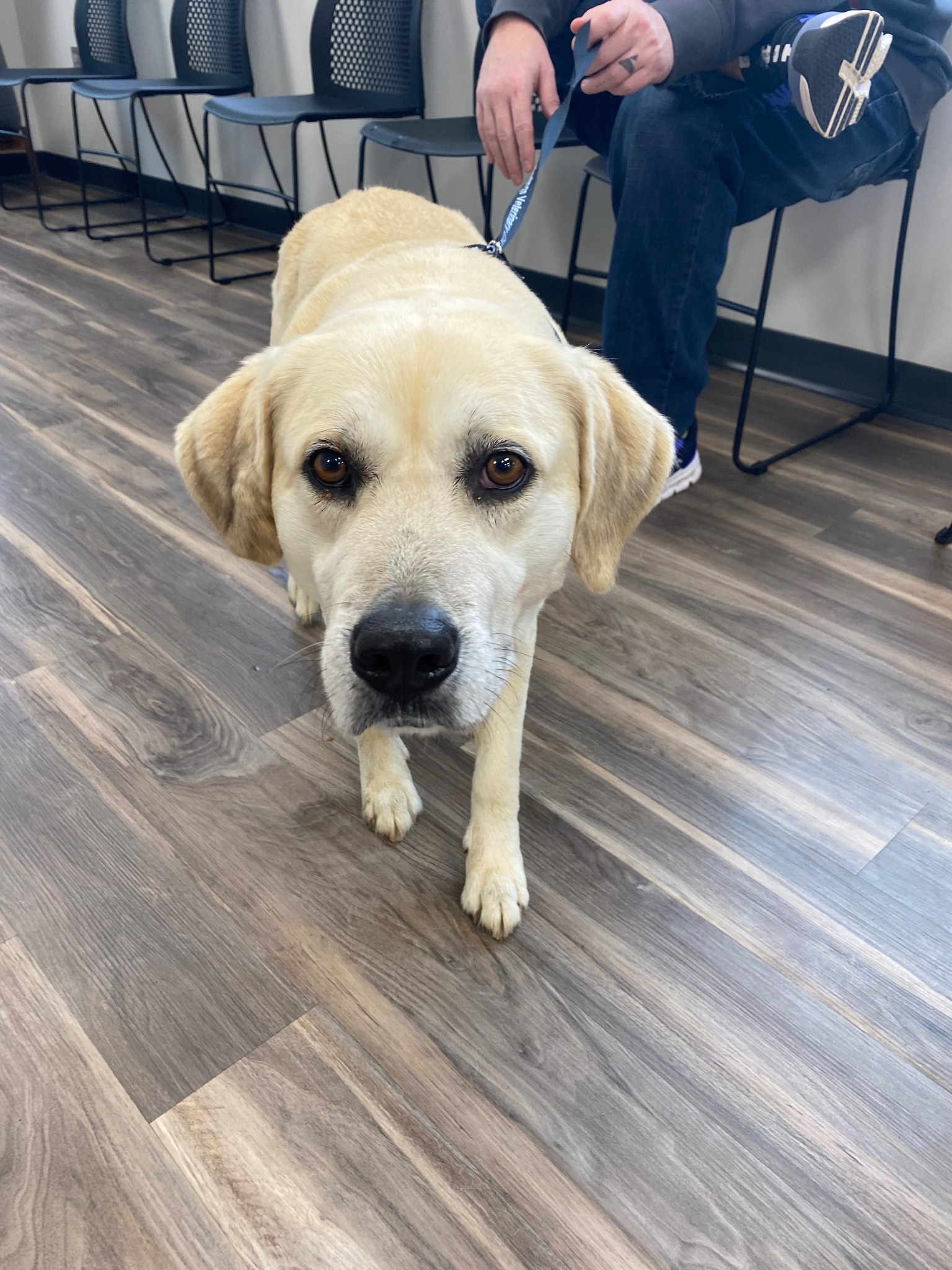 2 found male intact dogs... - Big Springs Veterinary Clinic