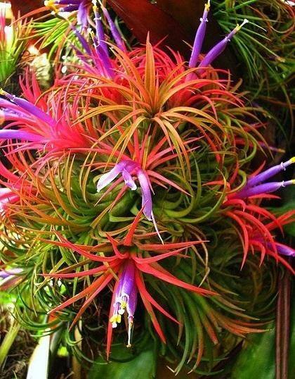 Tillandsia 'Twisted Predator' air plant growth