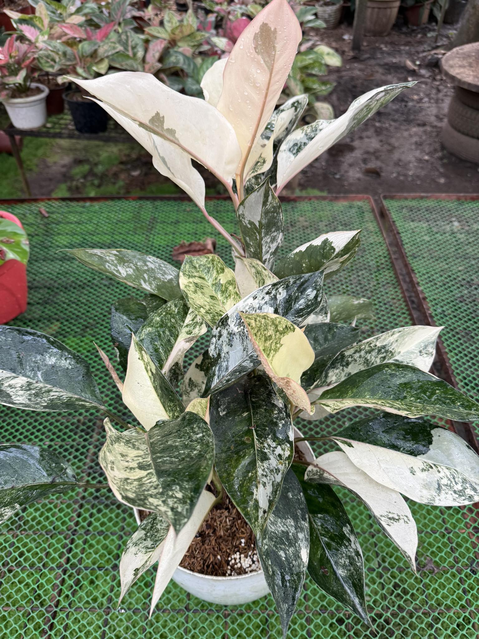 Aglaonema Siam Jade Variegata
