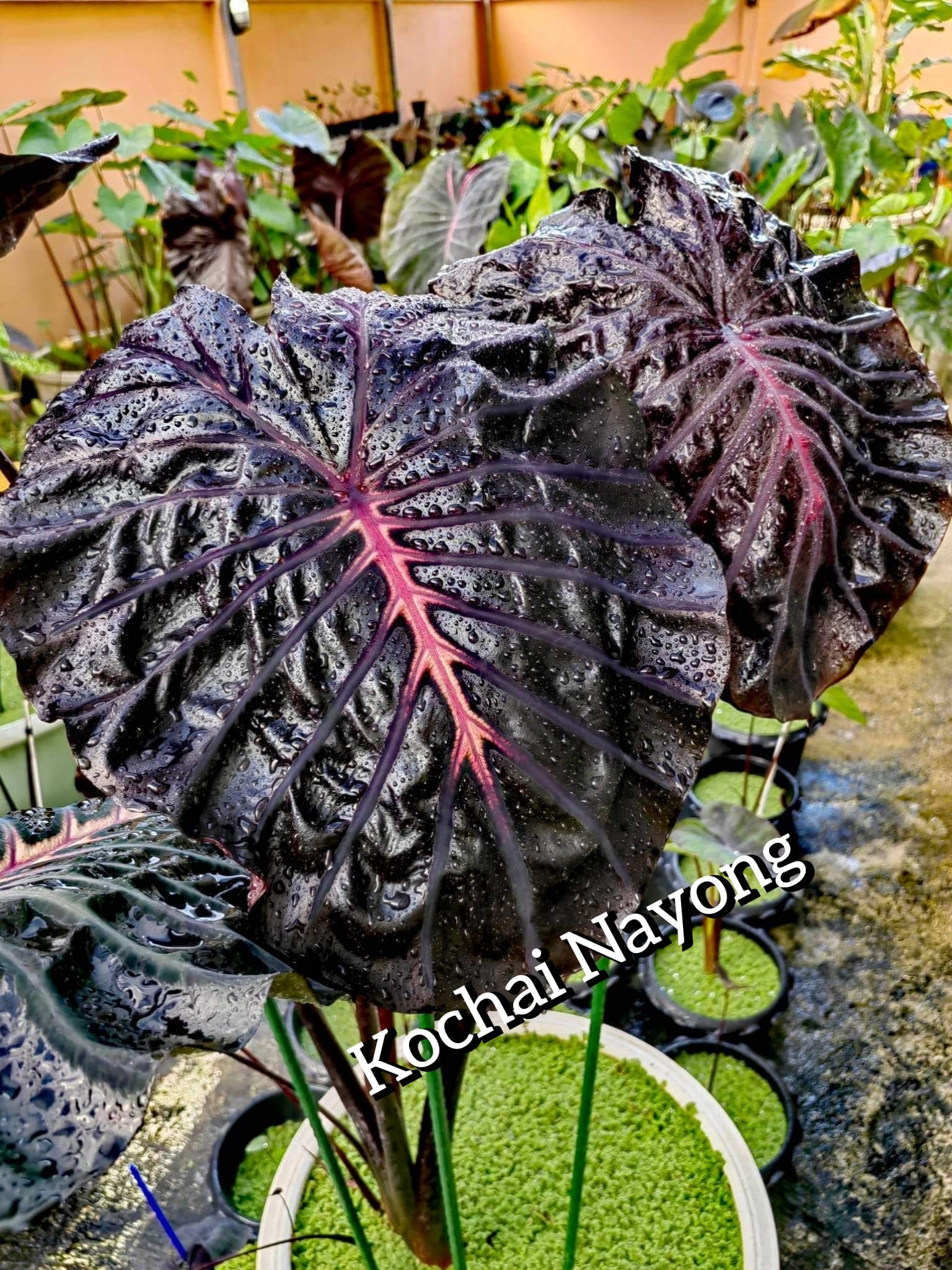 Colocasia​ Forest​ Sunrays So​ Beautiful​ 🇹🇭