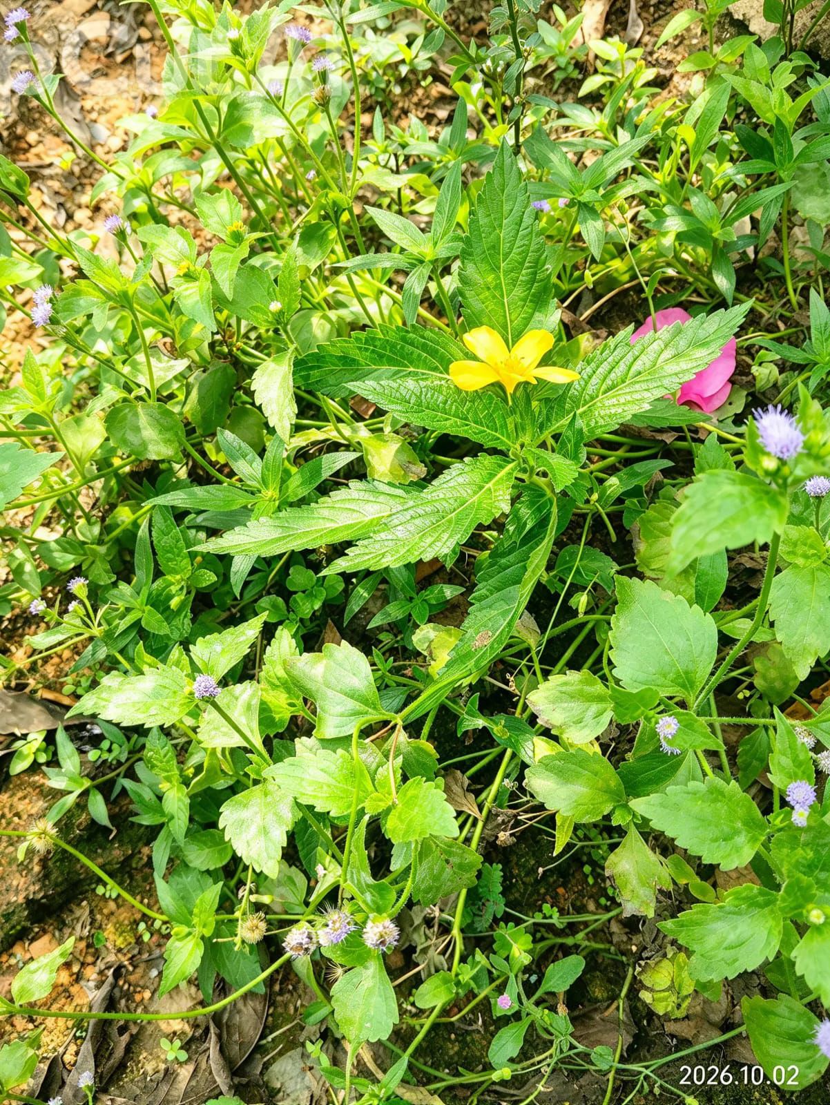 Is this a plant or a flower?” 🌿🌸
