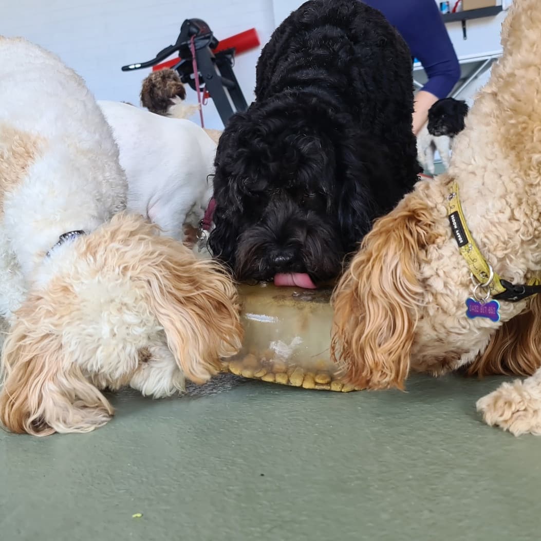 VIP Dog Club - Some of our friends enjoying a yummy pup... | Facebook