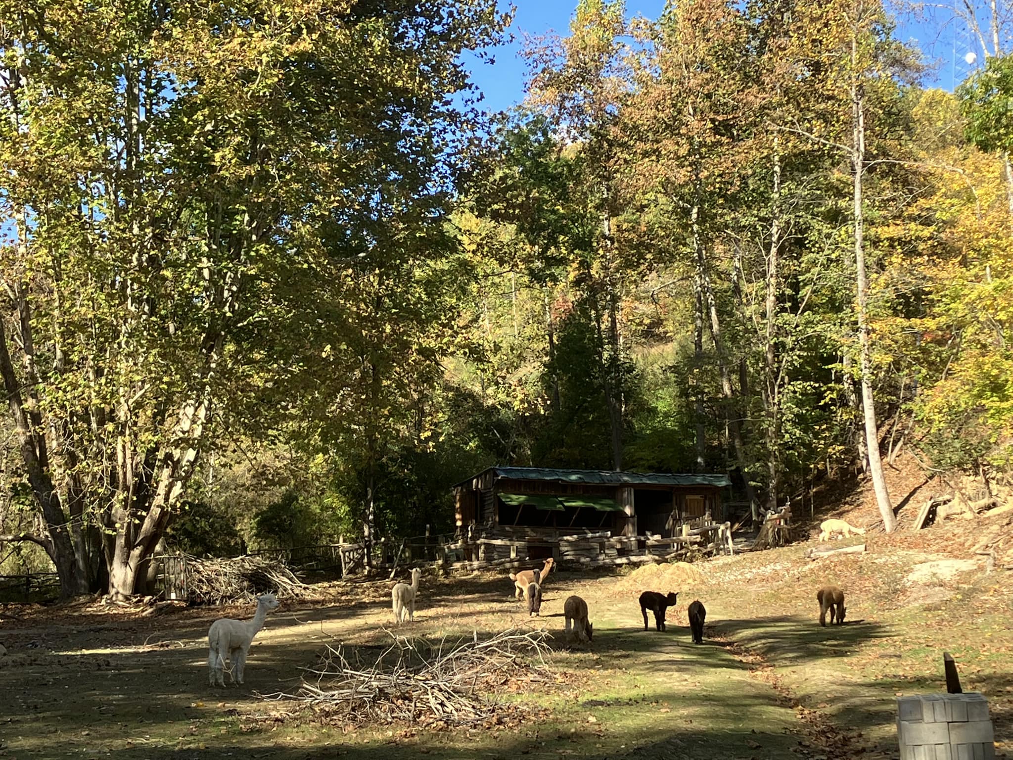 A beautiful Autumn day at... - Silver Run Ranch Alpacas | Facebook