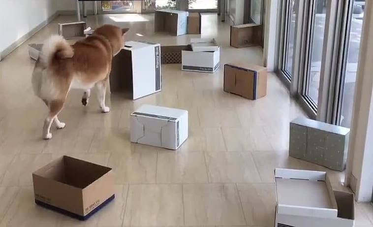 ドッグンピープル