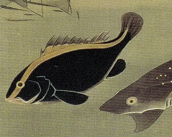 伊藤若冲の群魚図（鯛）】 伊藤若冲が描いた群魚図。蛸と鯛と2枚の図