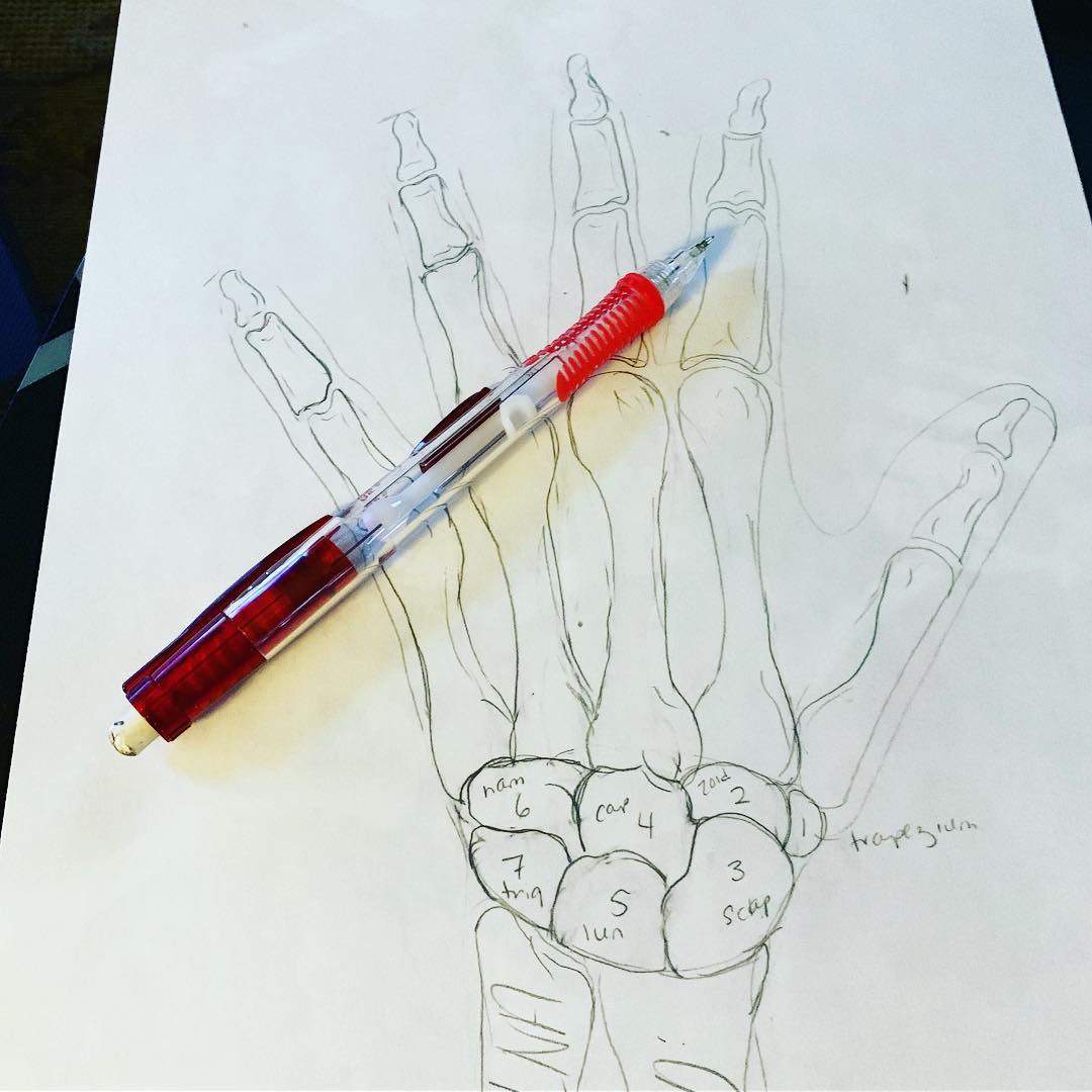 Evolution of the hand turkey 🦃 This is... - Science With DrM | Facebook