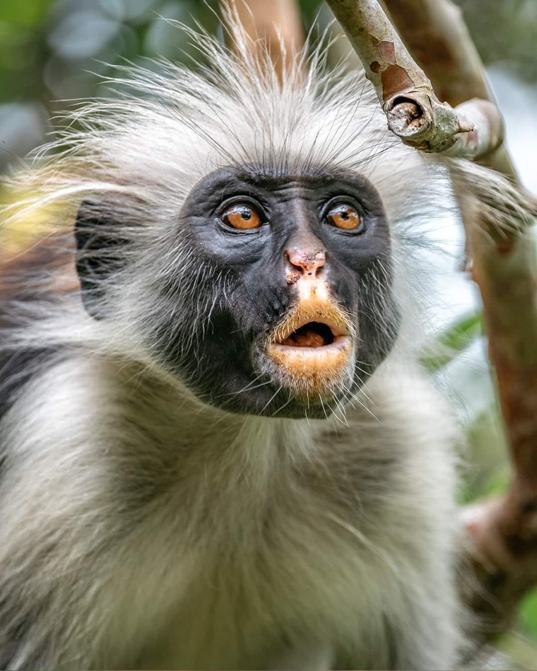 Historia - El Colobo Rojo Herrumbroso (Procolobus badius) es natural de ...