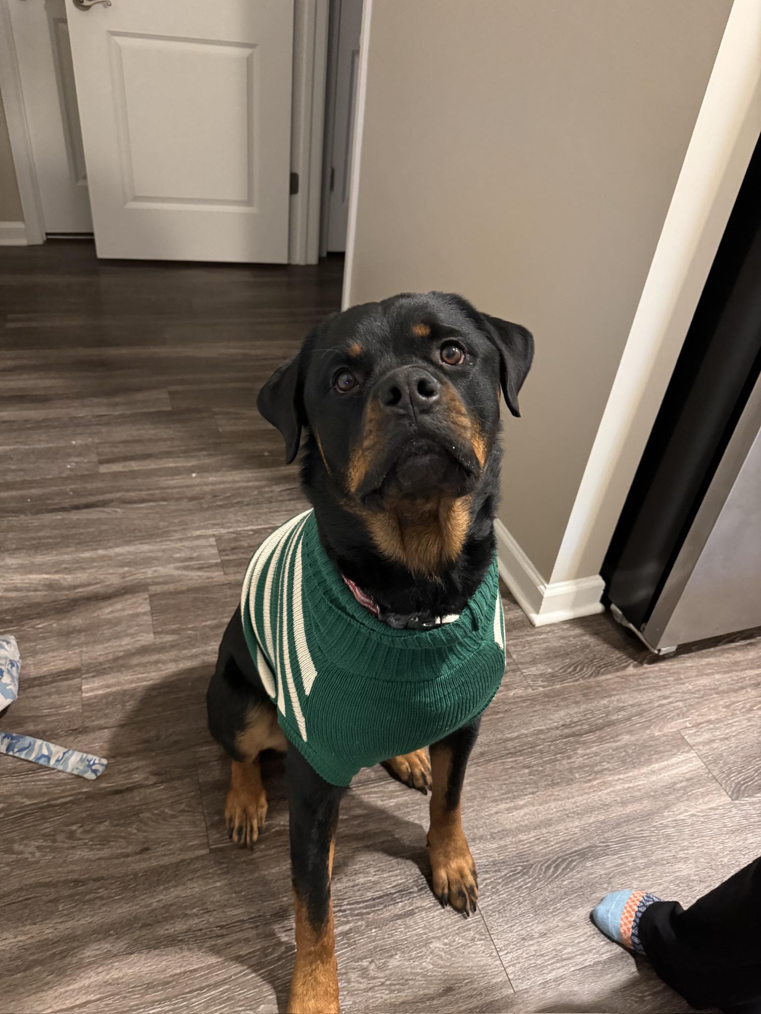 What are alternatives to surgery for a Rottweiler