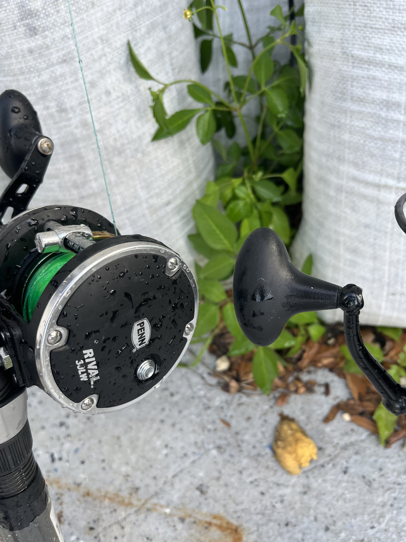 cardinal fishing reel Cardinal® X Spinning braided-line 30PCS Carp Curve Shank Color:Yamame Experience Smooth Performance and