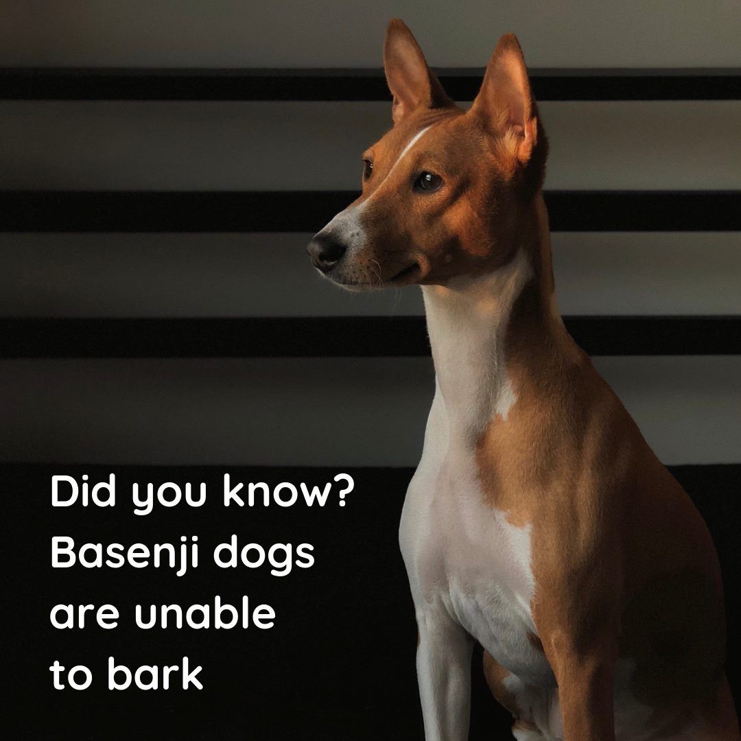 Meet the breed that can't bark! 🐶🐶🐶... - London Road Vets | Facebook