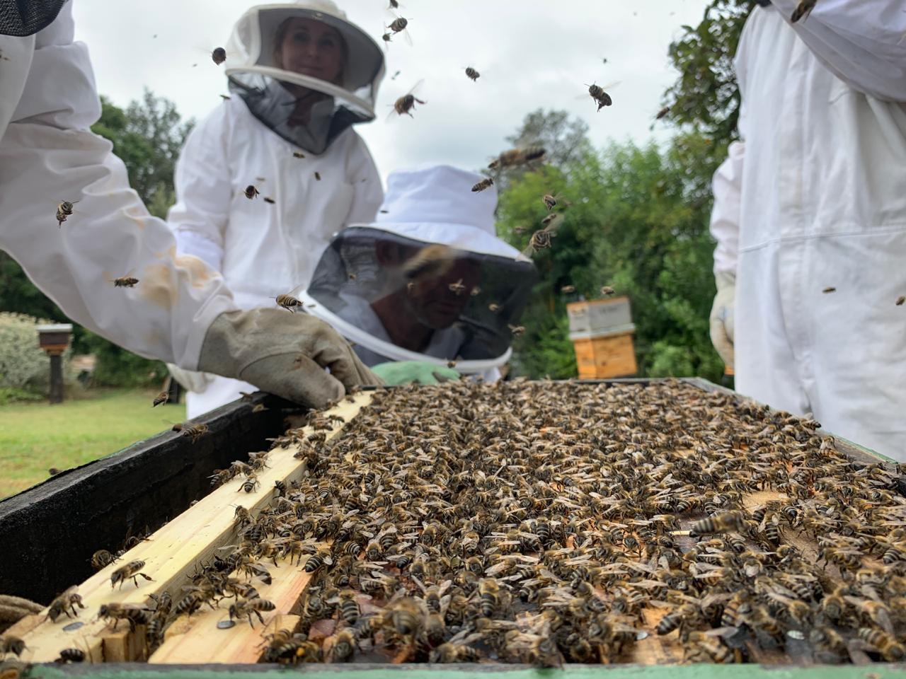 Eden Honeybee Project | Knysna