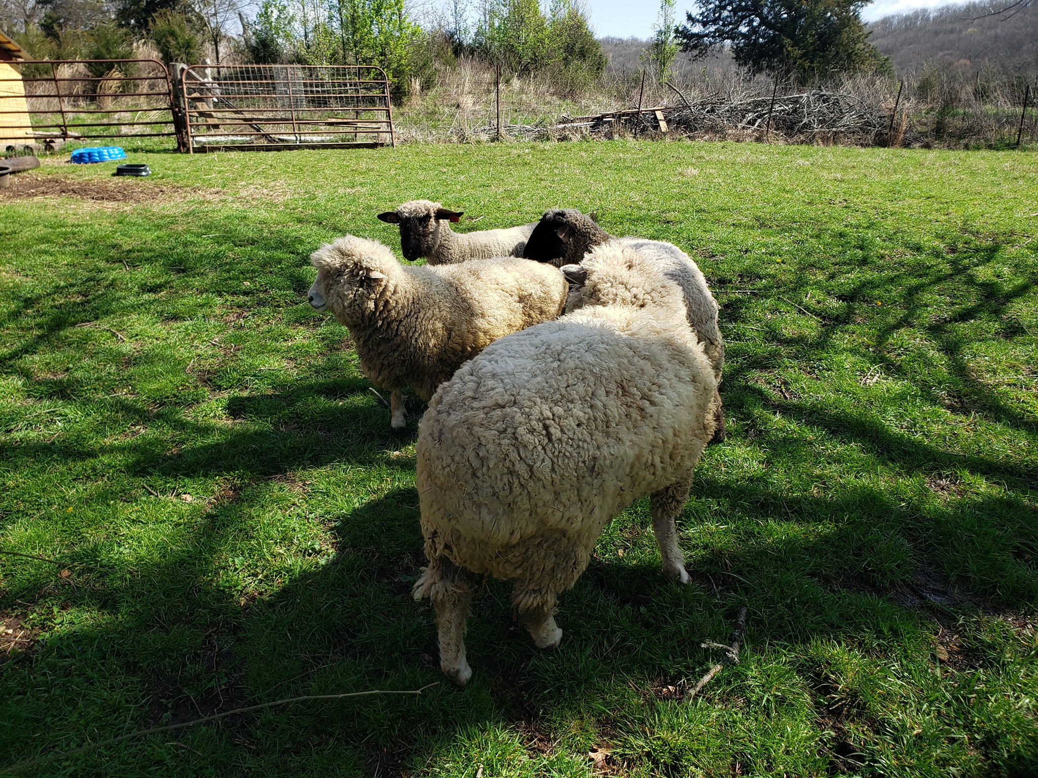 Shepherds' Rise: a Family Farm | Woodbury TN