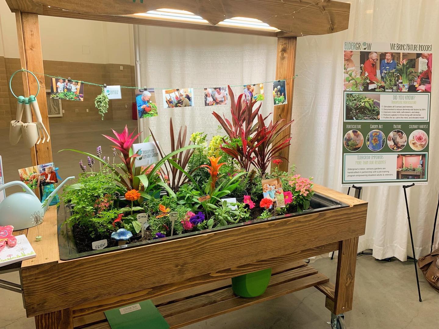 Eldergrow - Here is a picture of our beautiful blooms that...