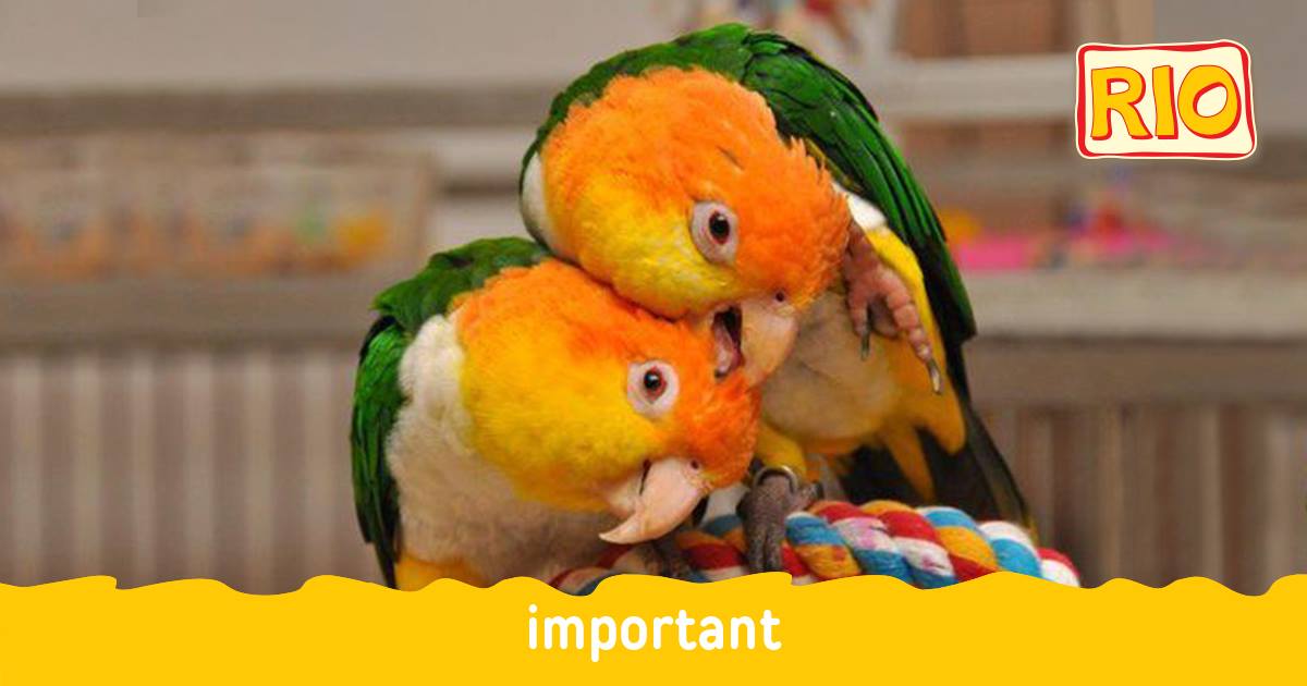 #RIO_important Where do birds get an... - RIO Friends Club | Facebook