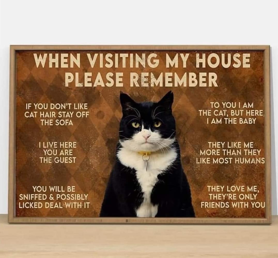 Izzlisha Majesty Cattery - British Shorthair - Home | Facebook