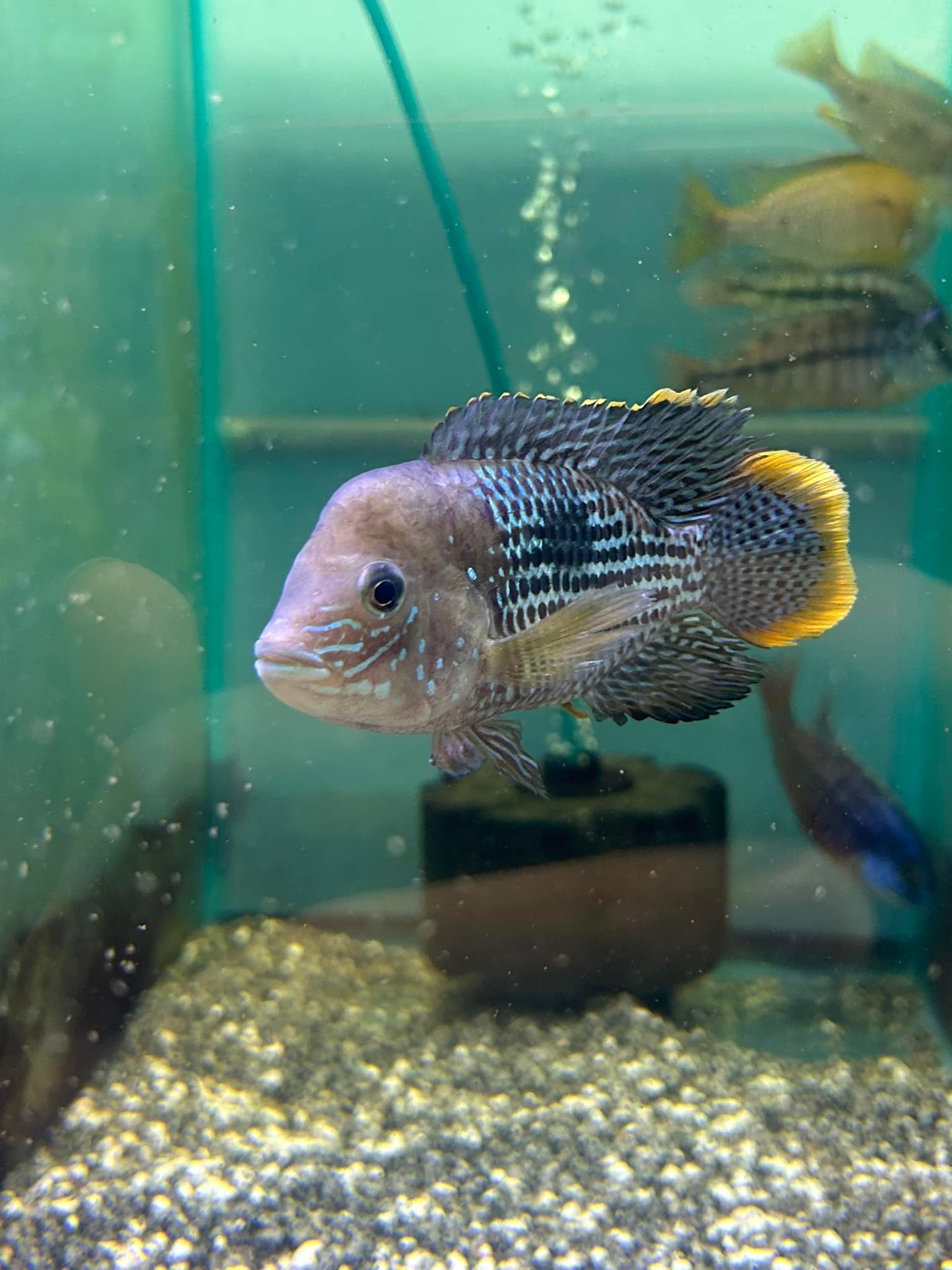 Chris’s Pet Shop