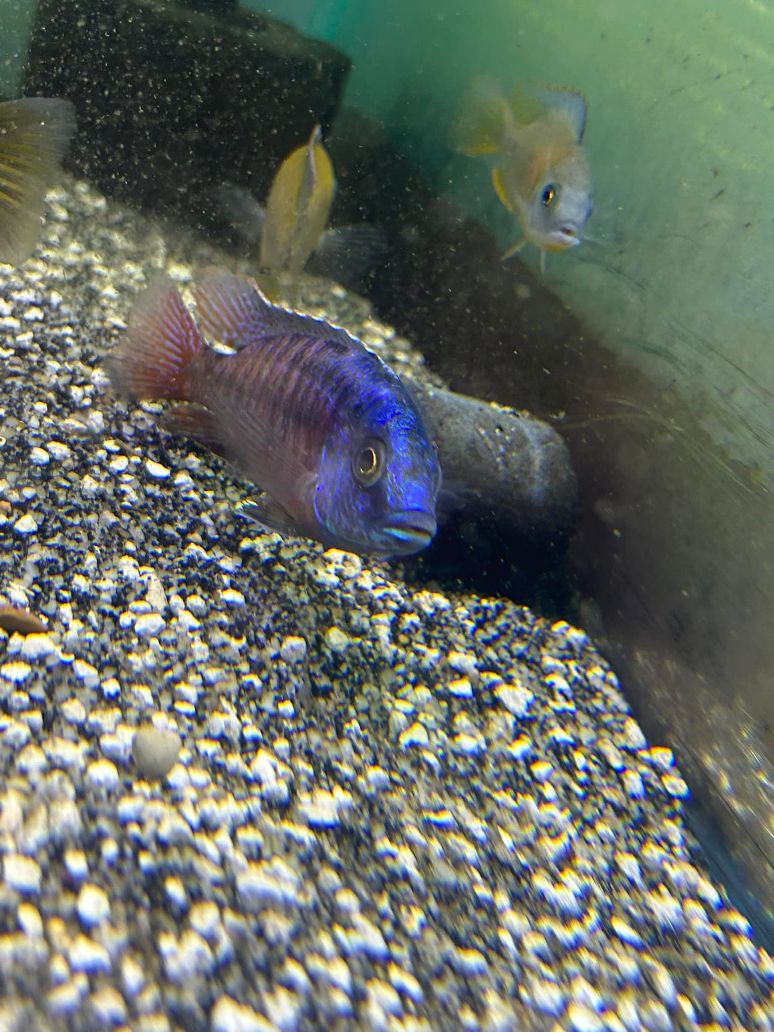 Chris’s Pet Shop