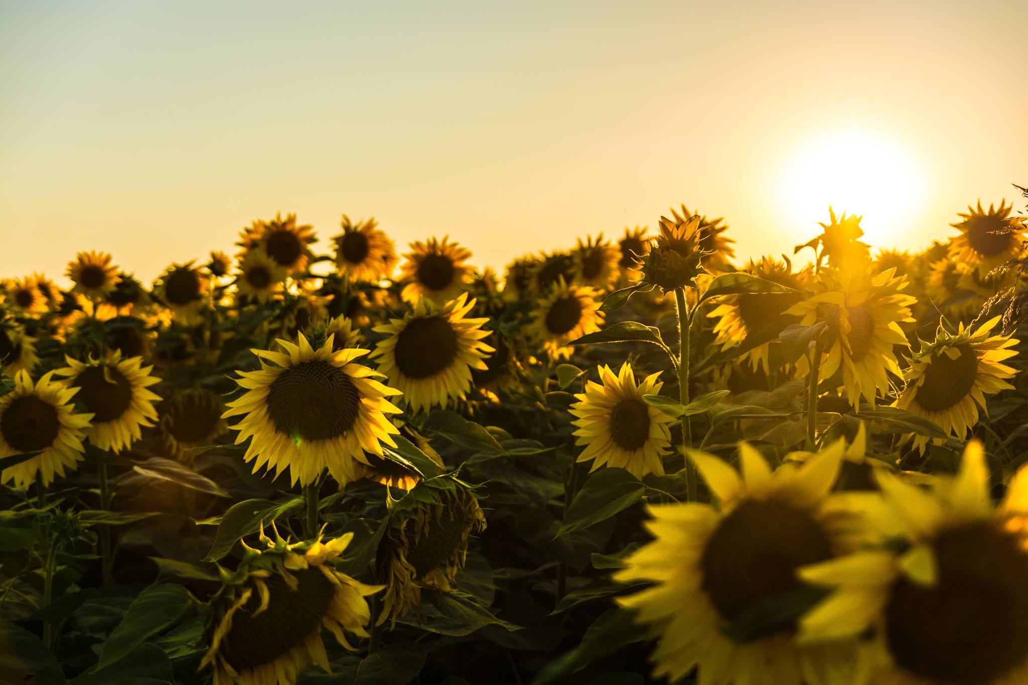 A beautiful,... - Montezuma Orchard Restoration Project | Facebook