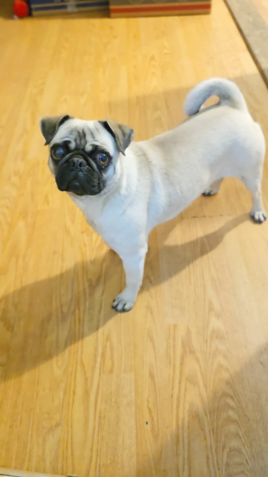 Hello. My neighbors are missing their cute little pug - she only